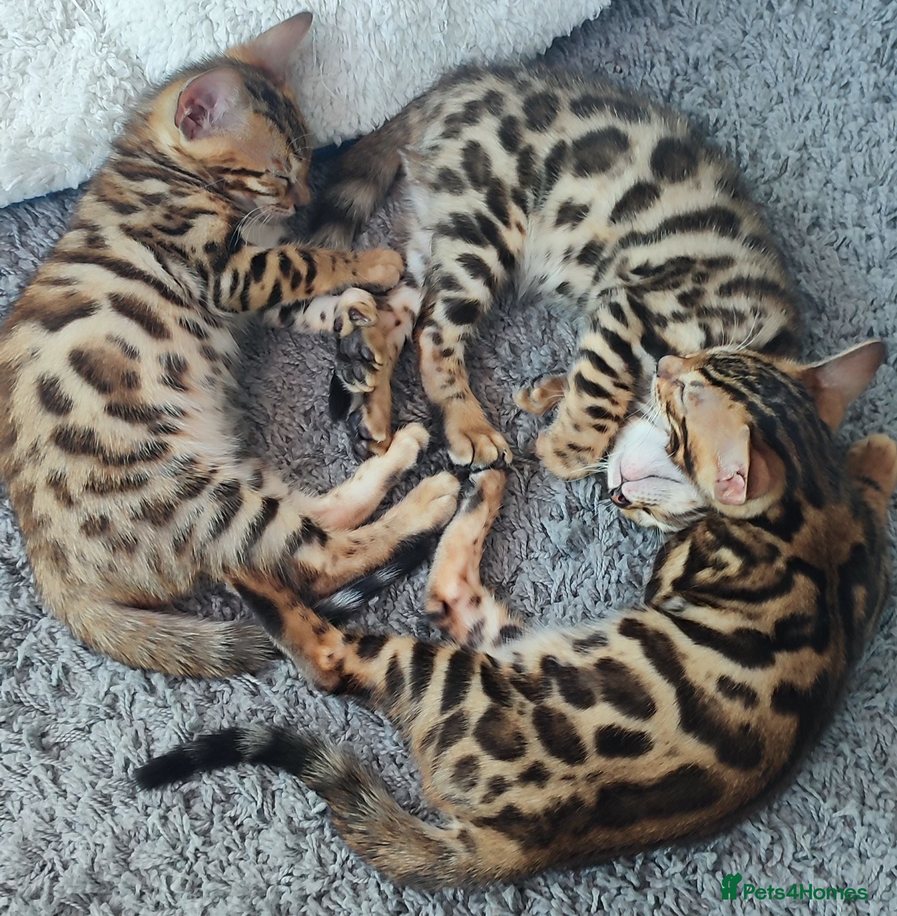 Bengal cats Stunning Bengal kittens for sale - Advert 1