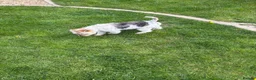 Fox Terrier dogs for sale: Fox terrier for sale in Darlington - Advert 4