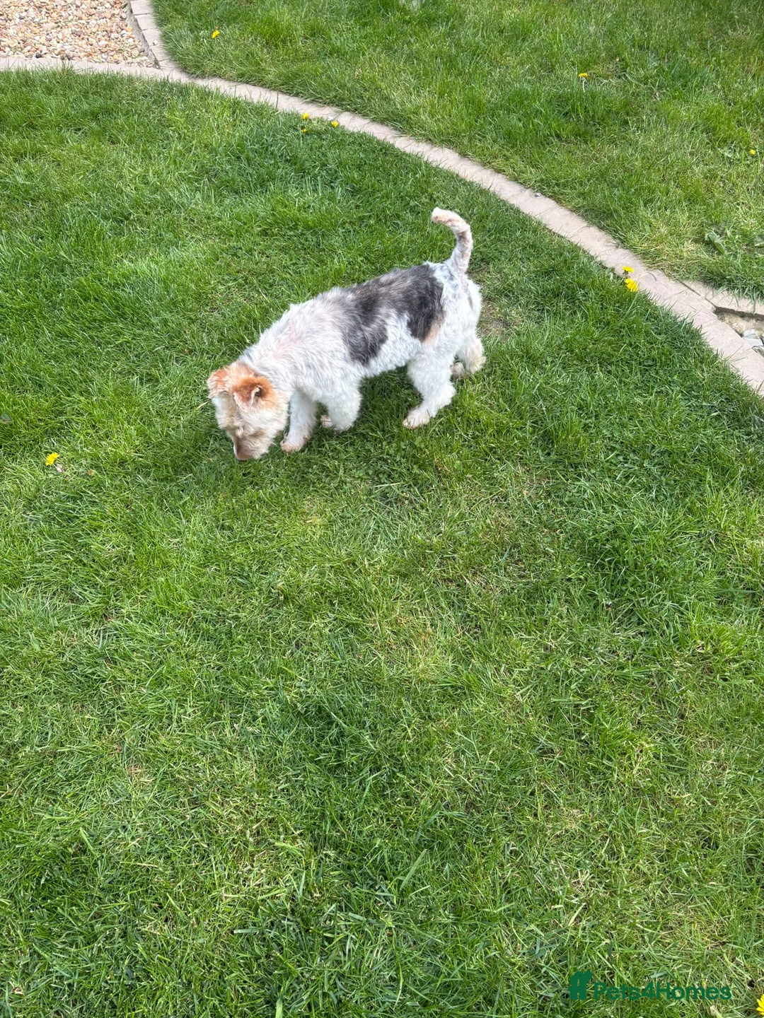 Fox Terrier dogs for sale: Fox terrier for sale in Darlington - Advert 4