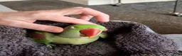Parakeets birds for sale: Beautiful alexandrine girl and large cage - Advert 1