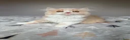 Scottish Fold cats for sale: Scottish Fold TICA Pedigree  - Advert 14
