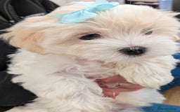 Maltese dogs for sale: Beautiful Small Size Maltese ONLY TWO PUPPIES LEFT - Image 5