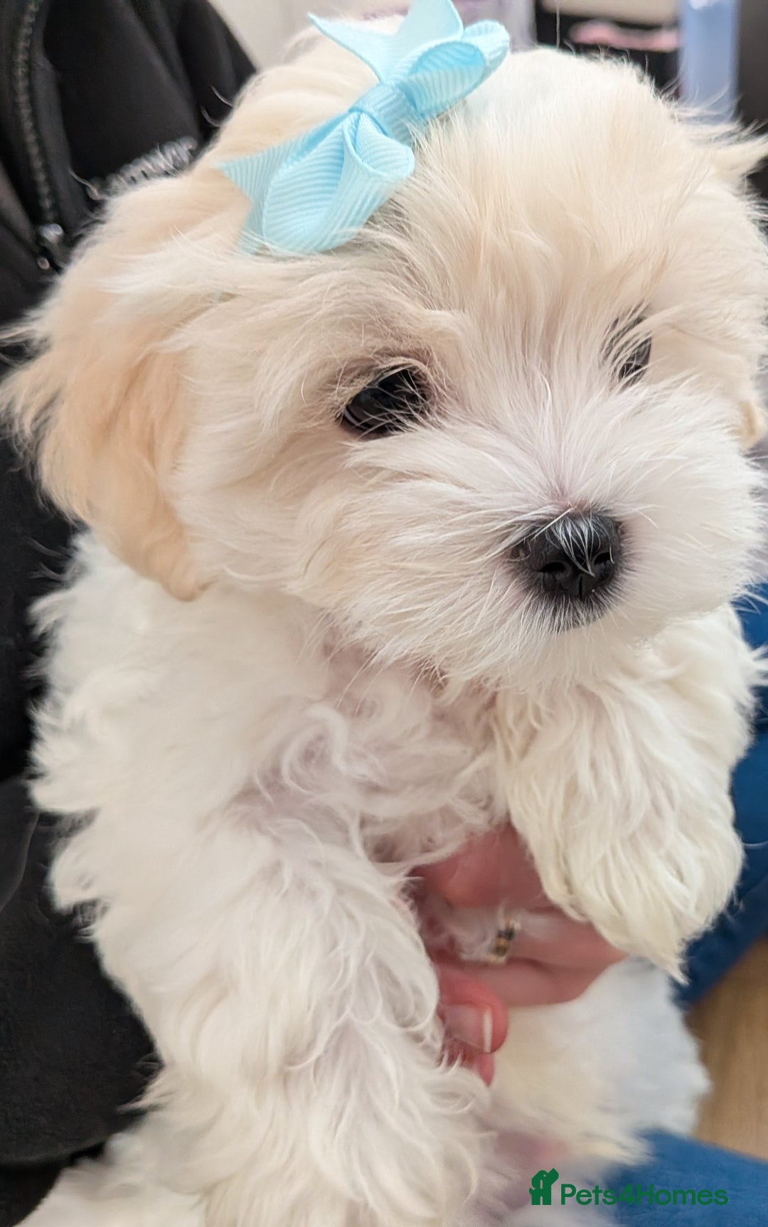 Maltese dogs for sale: Beautiful Small Size Maltese ONLY TWO PUPPIES LEFT - Image 5