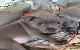 Staffordshire Bull Terrier dogs for sale: Blue Staffordshire Bull Terrier puppies, KC reg. - Image 2