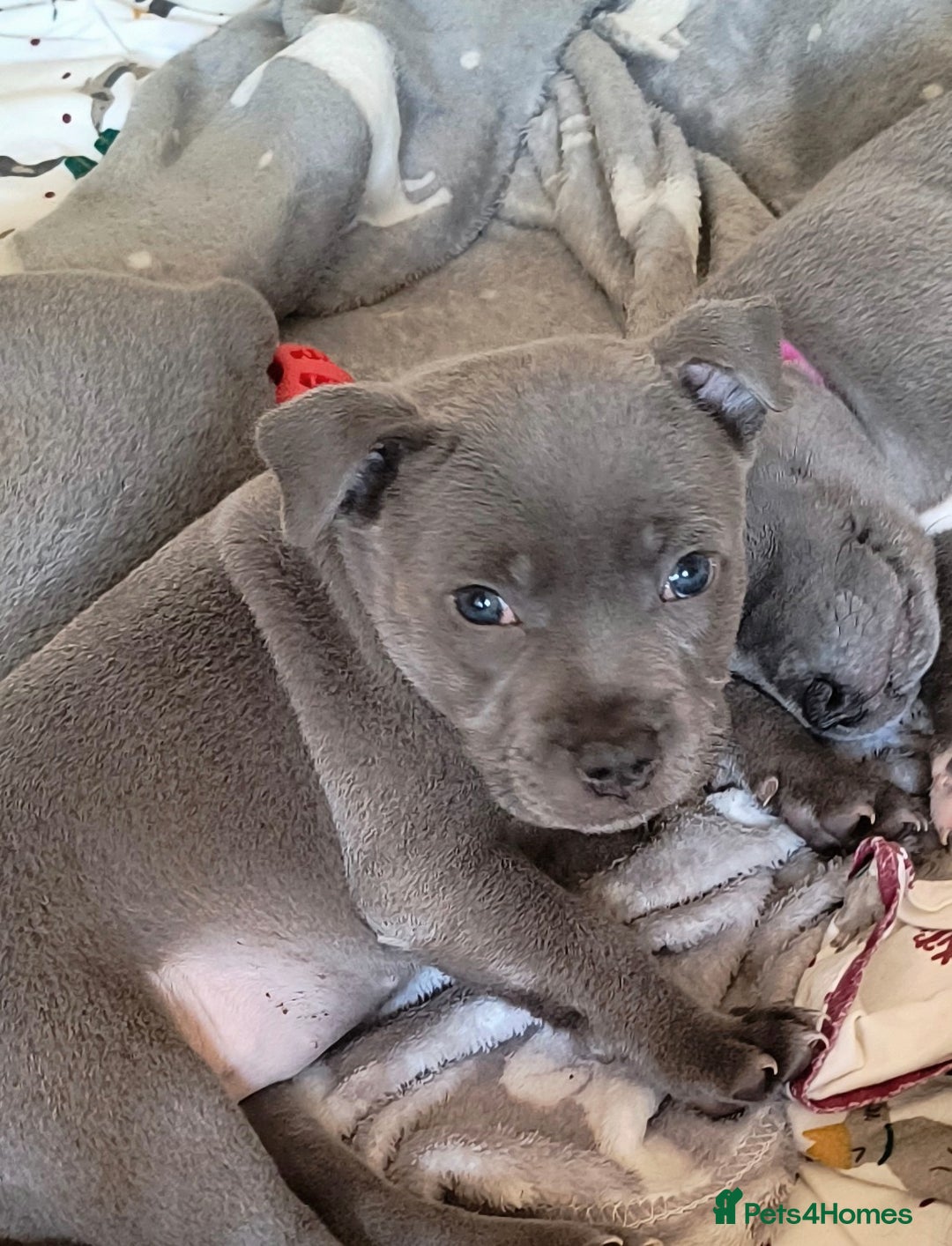 Staffordshire Bull Terrier dogs for sale: Blue Staffordshire Bull Terrier puppies, KC reg. - Image 2