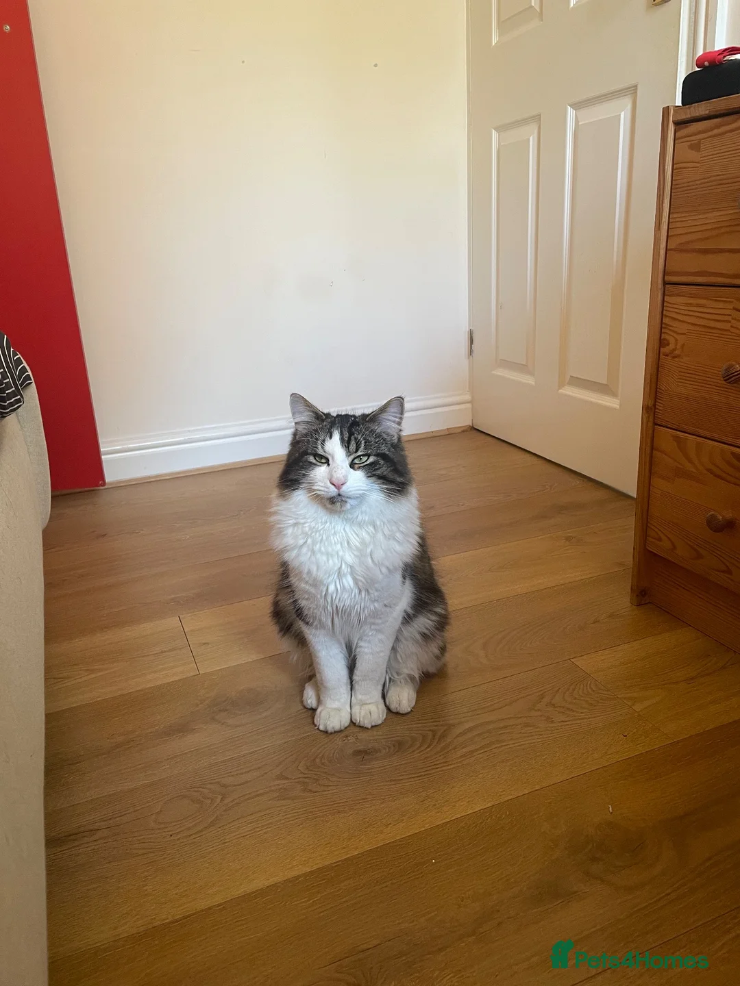 Mixed Breed cats for sale: Norwegian forest cat mix - Advert 1