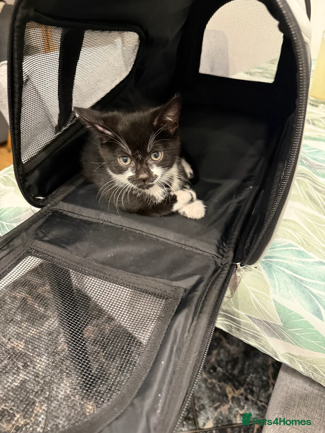 Mixed Breed cats for sale: Kittens are ready to go to new homes  - Advert 9