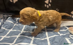 Cockapoo dogs for sale: Ready Monday 2 Cockapoo females  - Advert 33