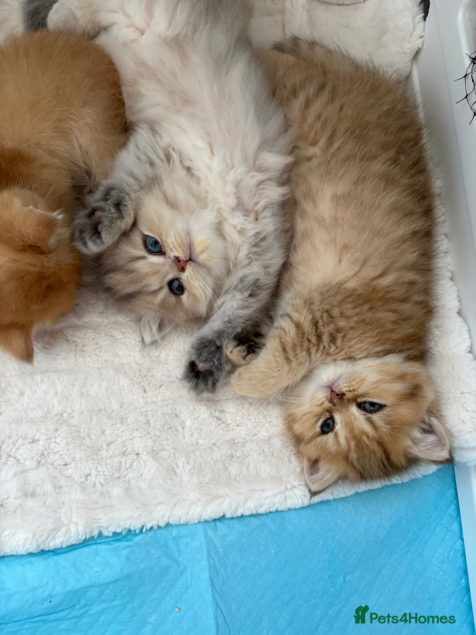 British Shorthair cats BEAUTIFUL GOLDEN BSH KITTENS AVAILABLE TO RESERVE - Advert 2