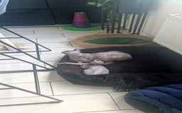 Sphynx cats for sale: Sphynx  - Image 1
