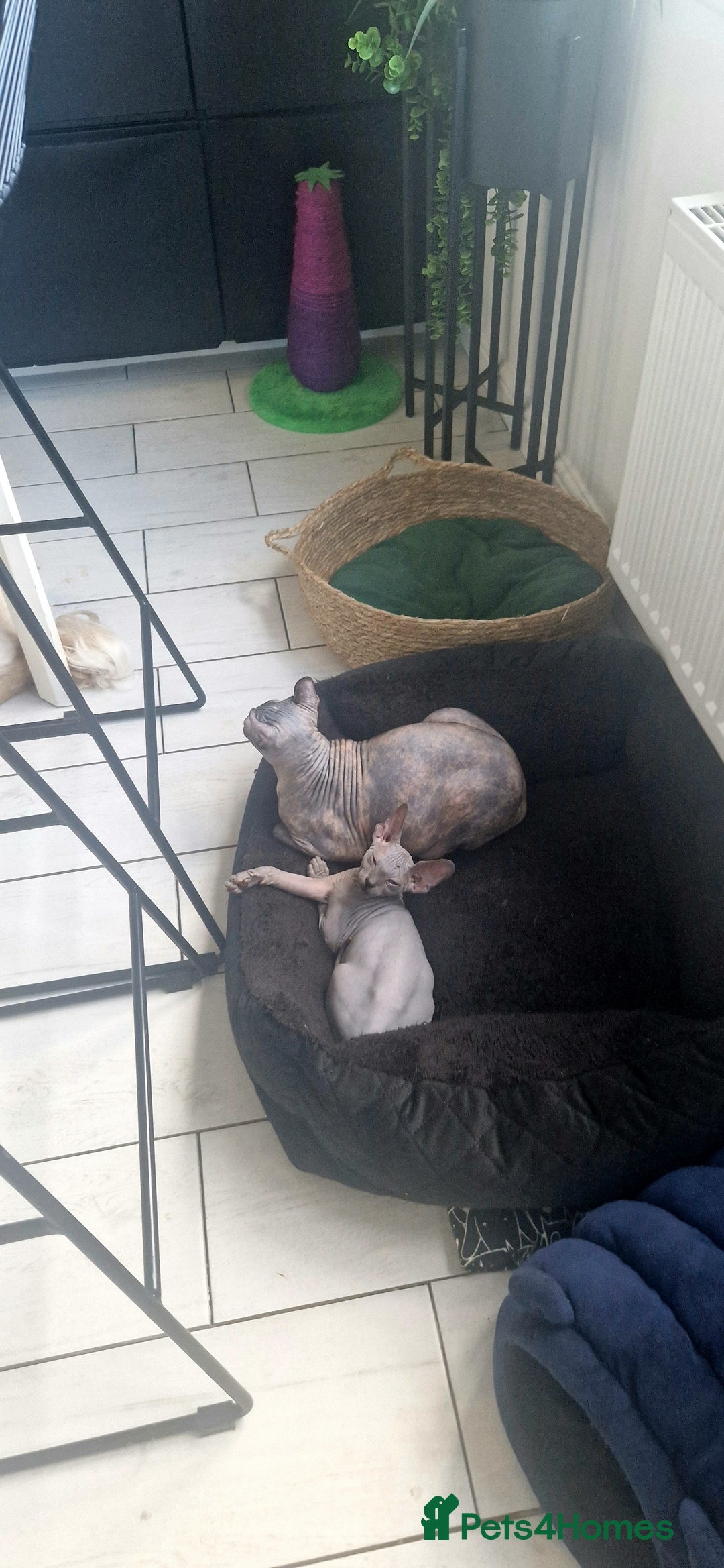 Sphynx cats for sale: Sphynx  - Image 1