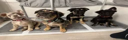 French Bulldog dogs for sale: Fluffy French bulldog KC registered - Advert 25
