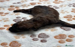 Cockapoo dogs for sale: Beautiful Fully Health Tested Cockapoos - Image 15