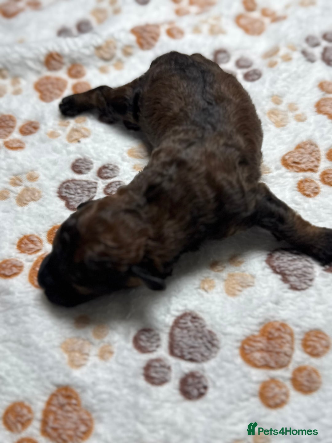 Cockapoo dogs for sale: Beautiful Fully Health Tested Cockapoos - Image 15
