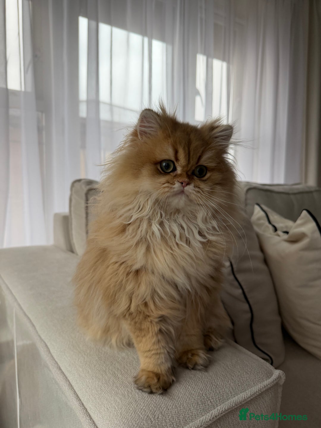 British Longhair cats for sale: Amazing British Longhair Golden kitten - Advert 3