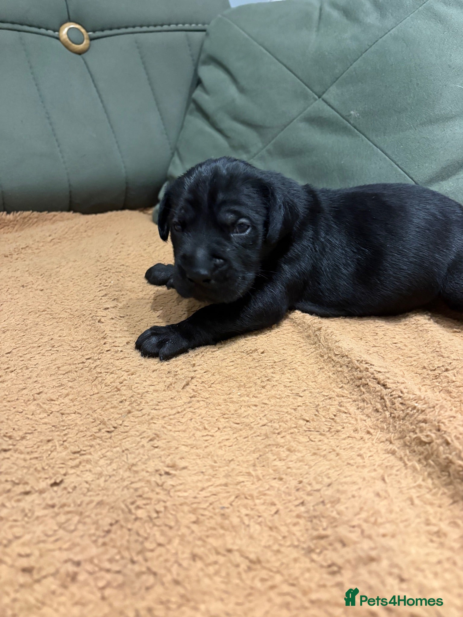 Cane Corso dogs 4 Stunning Cane Corso Big Boys!!! - Advert 2