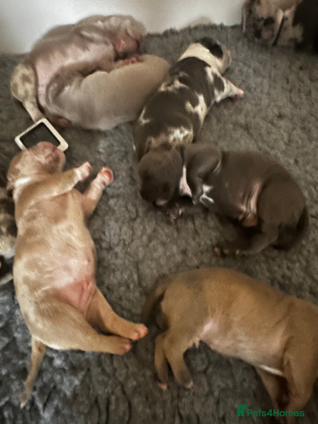 Mixed Breed dogs for sale: STUNNING!!! Staffy Cross Puppies!!! - Image 4