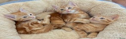 Mixed Breed cats for sale: GORGEOUS THREE MUSKETEERS - Advert 1
