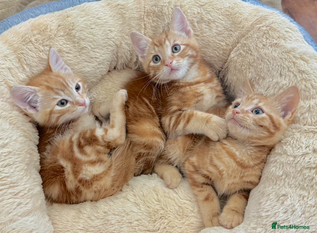 Mixed Breed cats for sale: GORGEOUS THREE MUSKETEERS - Advert 1