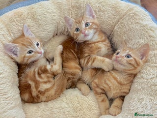 Mixed Breed cats GORGEOUS THREE MUSKETEERS - Advert 1