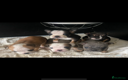 English Bulldog dogs for sale: KC registered English Bulldog Puppies  - Image 31
