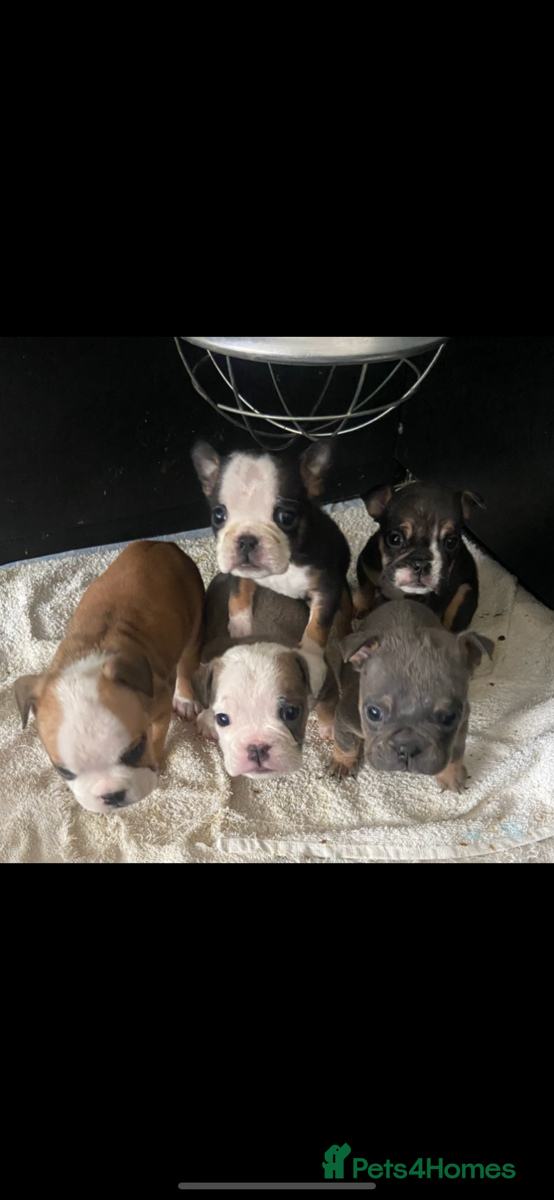 English Bulldog dogs for sale: KC registered English Bulldog Puppies  - Image 31