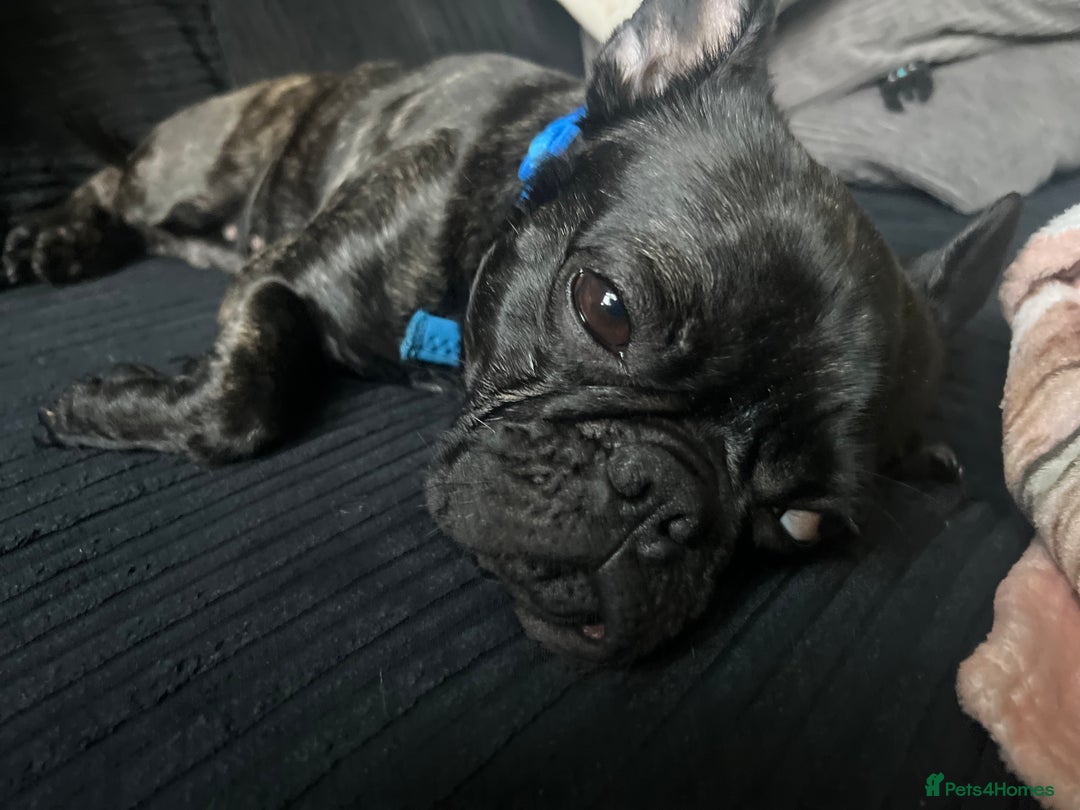 Mixed Breed dogs for sale: 1year old frenchie - Image 1