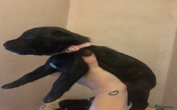 Staffordshire Bull Terrier dogs for sale: 5 staff pups  - Image 18