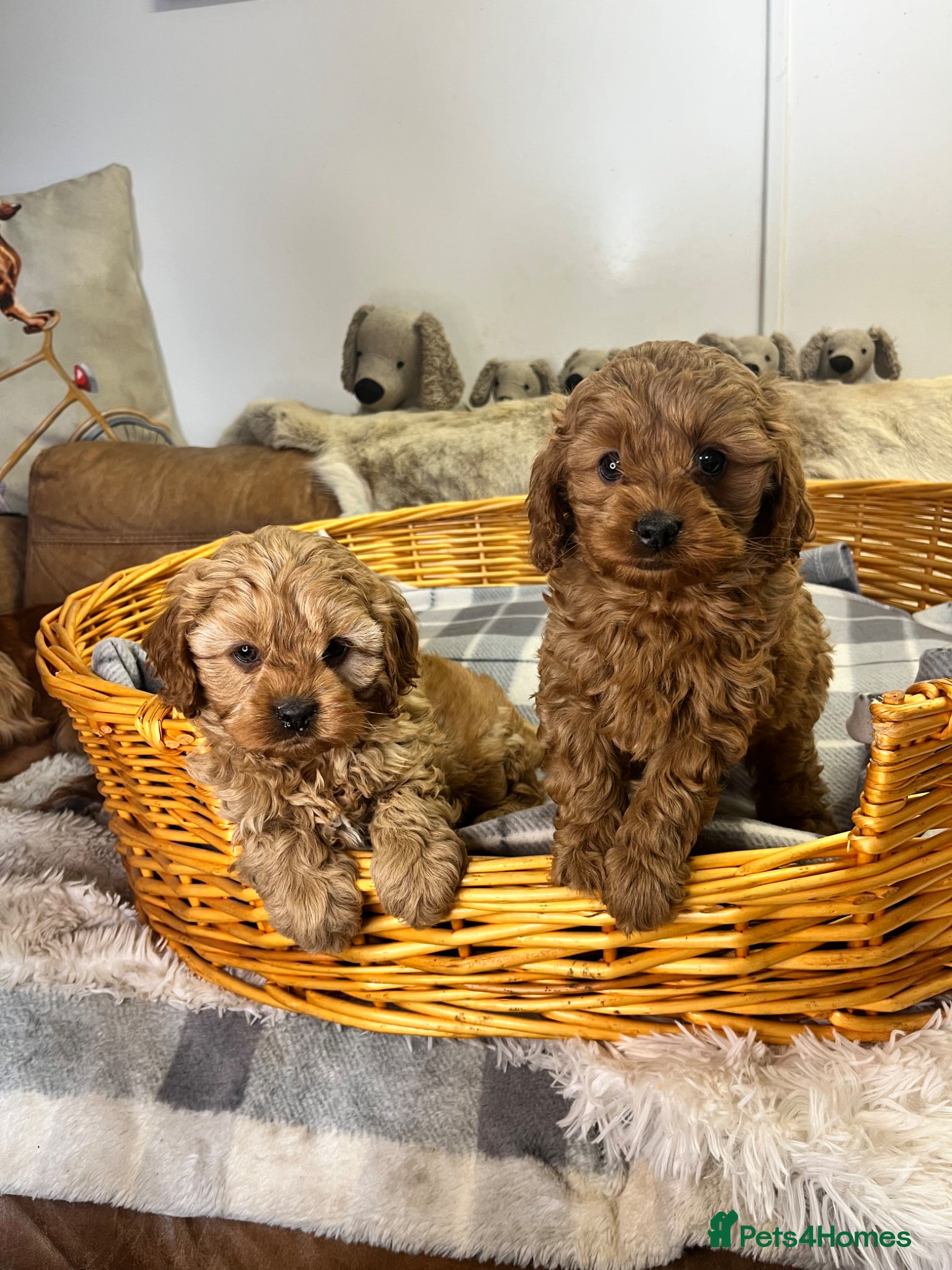 Cavapoo dogs Pretty little boys fully health tested  - Advert 1