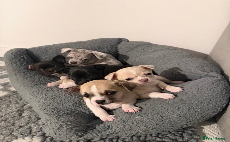 Chihuahua dogs - Advert 5