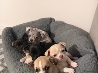 Chihuahua dogs - Advert 27