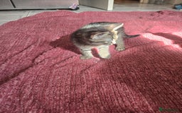Mixed Breed cats for sale: Beautiful kittens  - Image 8