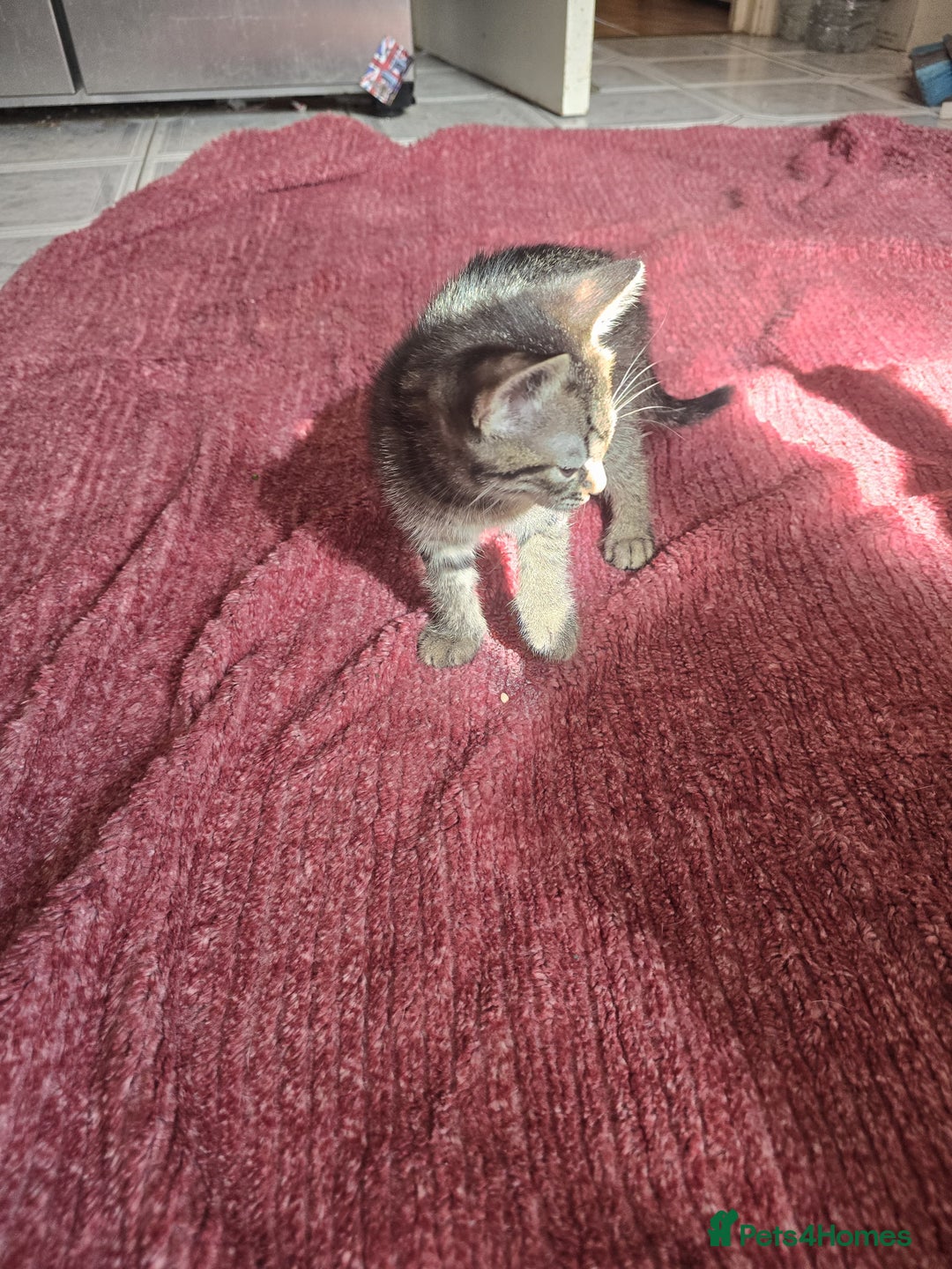Mixed Breed cats for sale: Beautiful kittens  - Image 8