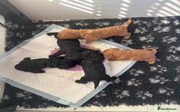 Mixed Breed dogs for sale: final reduction to find forever home  - Image 6