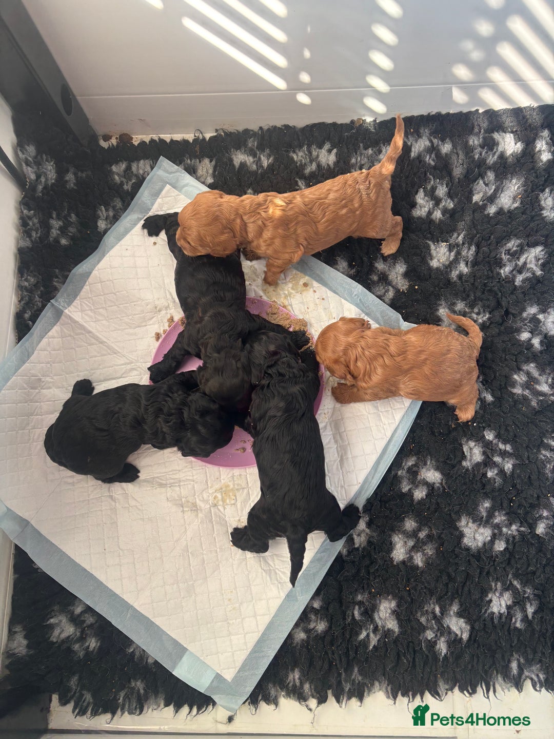 Mixed Breed dogs for sale: final reduction to find forever home  - Image 6