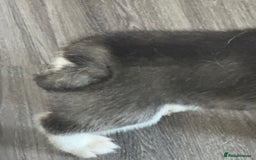 Siberian Husky dogs for sale: Adorable Husky Puppies  - Image 15