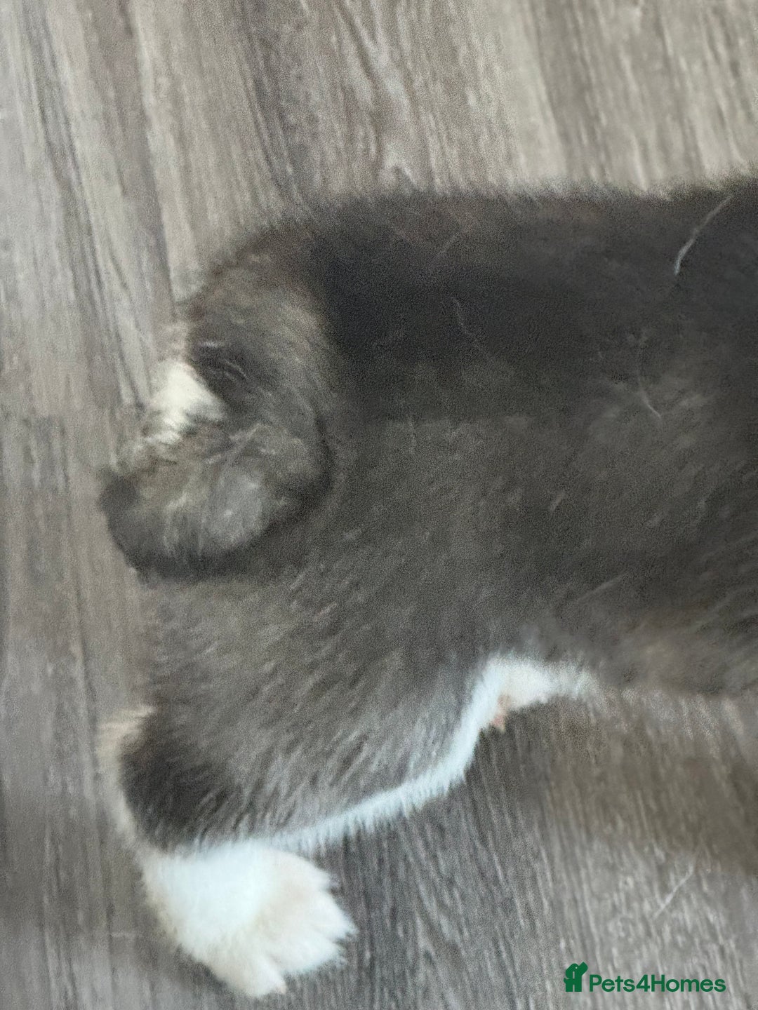 Siberian Husky dogs for sale: Adorable Husky Puppies  - Image 15