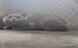 British Shorthair cats for sale: Stunning Blue BSH graded health checked female   in Stockport - Image 13