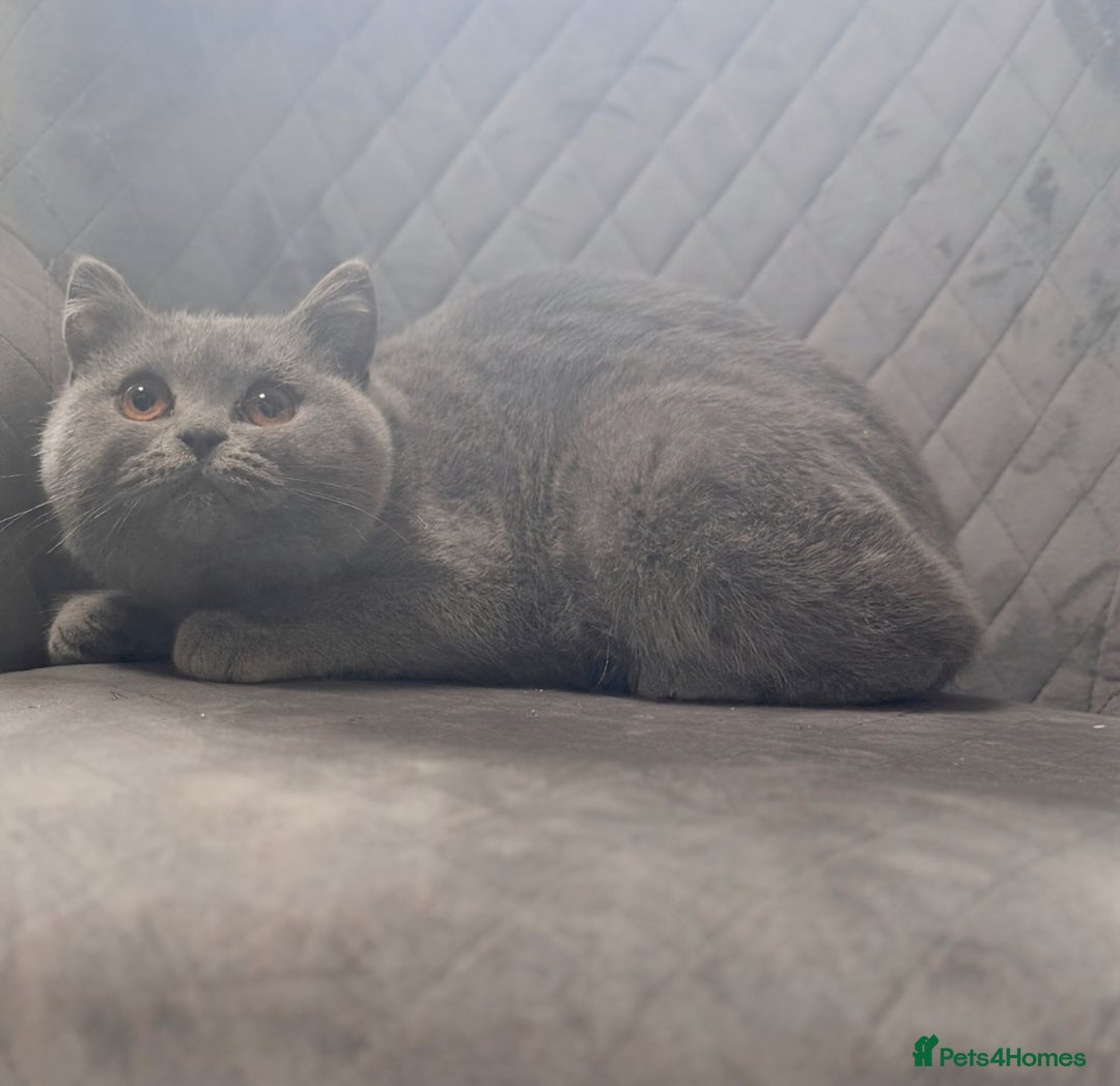 British Shorthair cats for sale: Stunning Blue BSH graded health checked female   in Stockport - Image 13