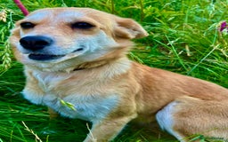 Miniature Pinscher dogs for adoption: Lisa’s Story: Saved Minutes Before Death - Image 12