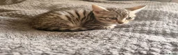 Bengal cats for sale: Gorgeous Kittens Looking for forever homes  - Advert 4