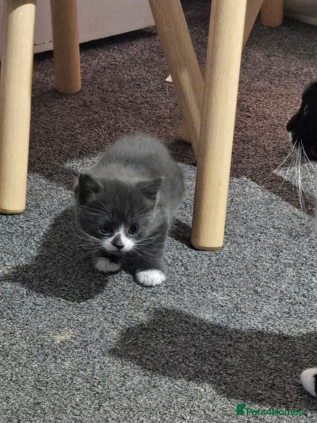 Domestic Shorthair cats for sale: 3 kittens  - Advert 1