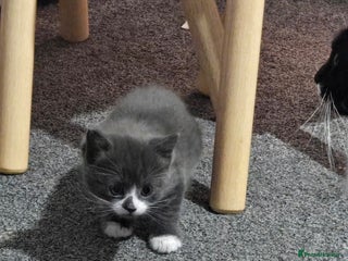 Domestic Shorthair cats 3 kittens - Advert 3