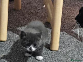 Domestic Shorthair cats 3 kittens - Advert 13