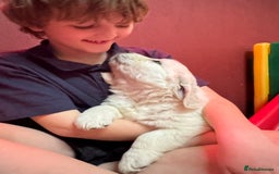 Golden Retriever dogs for sale: KC, Extensively Health tested Parents. Snow white - Image 7