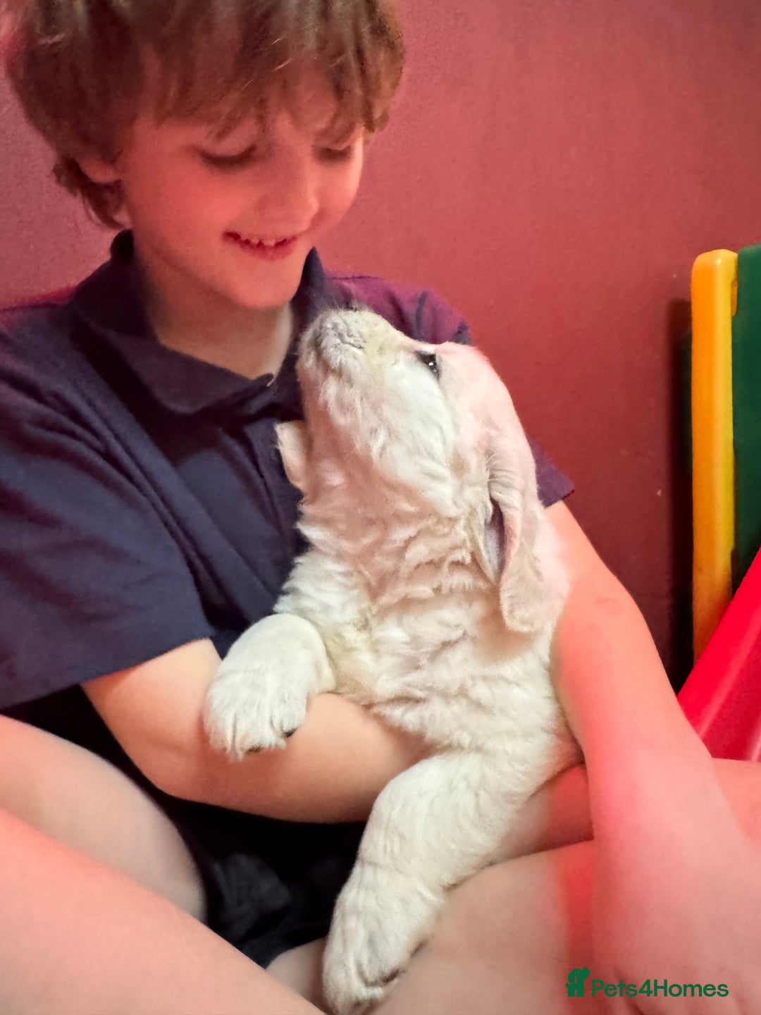 Golden Retriever dogs for sale: KC, Extensively Health tested Parents. Snow white - Image 7