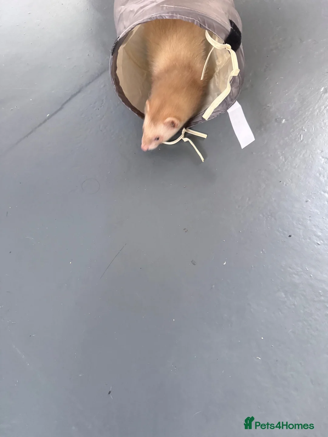 Ferret rodents for sale: One very cute and friendly hob  - Advert 2