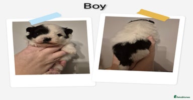 Mixed Breed dogs Parti colour maltipom puppies - Advert 16