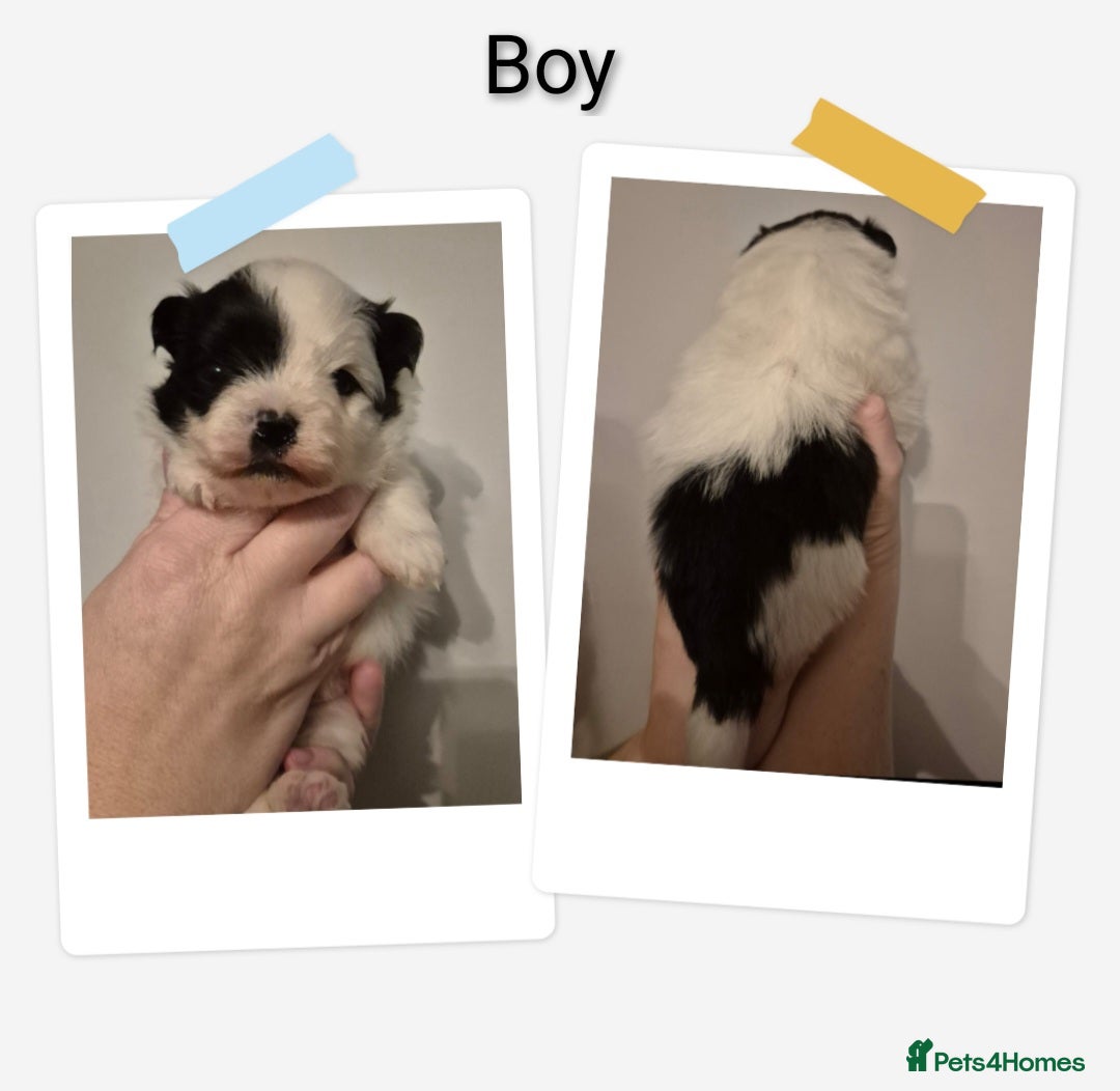 Mixed Breed dogs for sale: Parti colour maltipom puppies - Advert 3