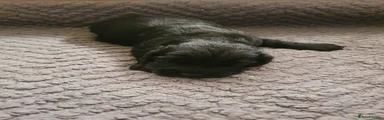 Cocker Spaniel 5
